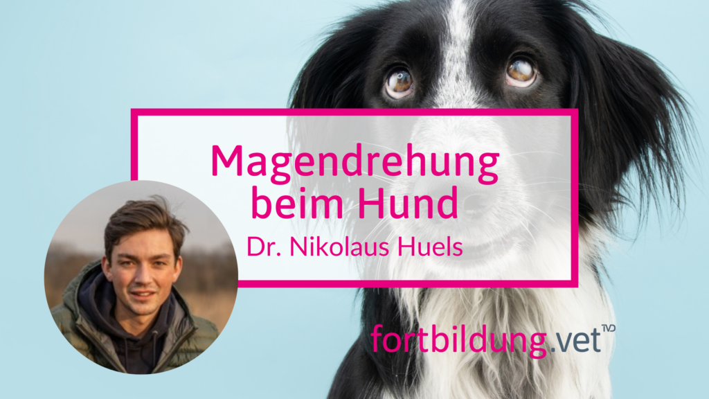 Magendrehung beim Hund fortbildung.vet Fortbildung für Tierärzte & TFA ATFStunden einfach