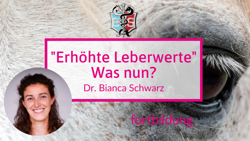 Stark Erhöhte Leberwerte Beim Hund fortbildung.vet