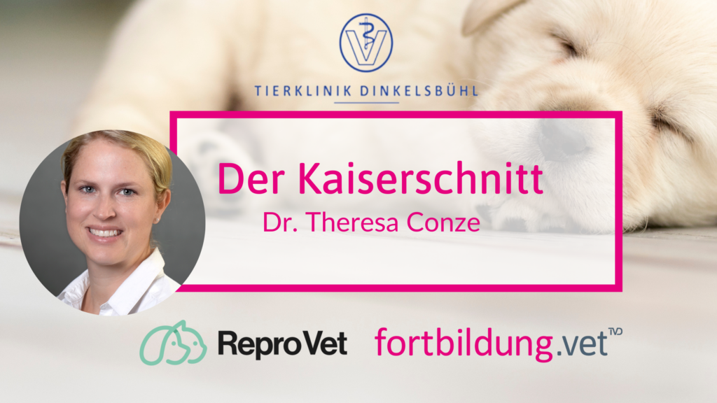 Was Kostet Ein Kaiserschnitt Beim Hund fortbildung.vet