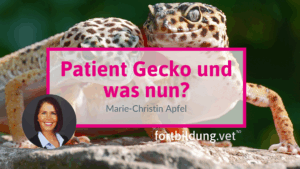 Patient Gecko und was nun?