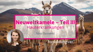 Neuweltkamele Teil III