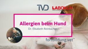 Allergien beim Hund