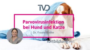 Parvovirusinfektion bei Hund und Katze