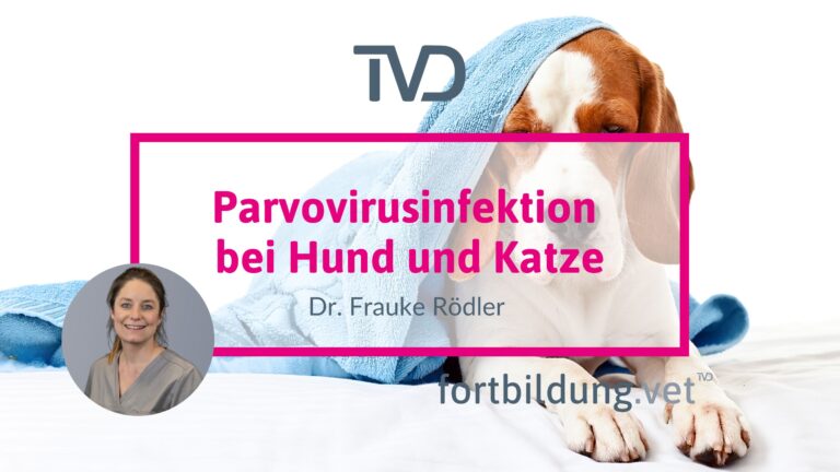 fortbildung.vet Titelbild