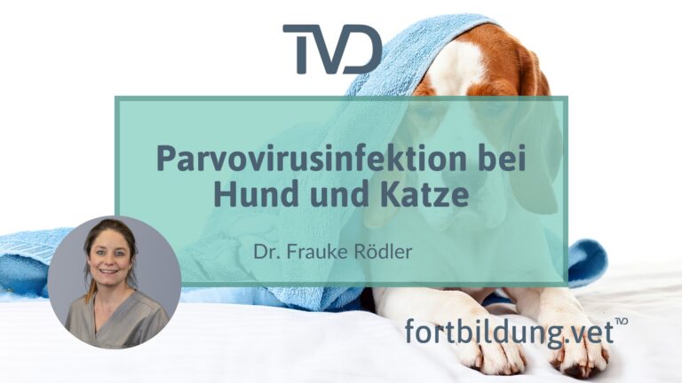 fortbildung.vet Titelbild