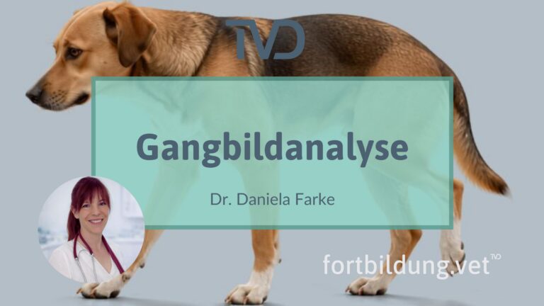 fortbildung.vet Titelbild